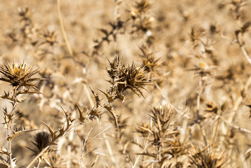 prickly dry grass
