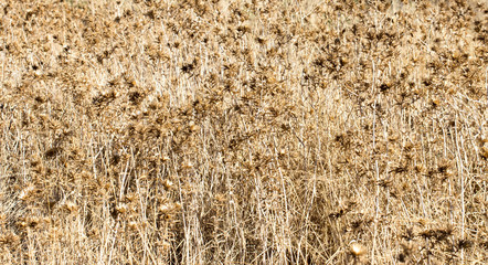 prickly dry grass