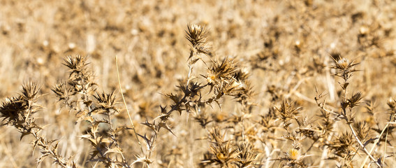 prickly dry grass