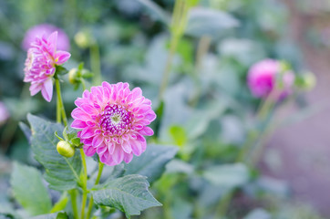 Pink flower blooming on green background. Autumn Chrysanthemum.