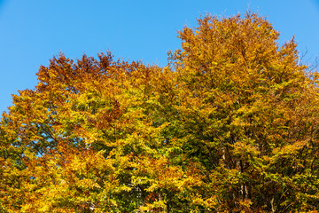 Naklejka premium Colorful autumn