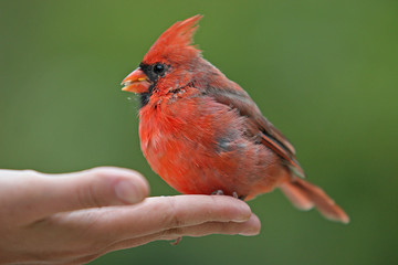 Cardinal