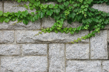 넝쿨을 가진 배경, 아름다운 담쟁이