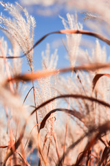 Tall Prairie Grass
