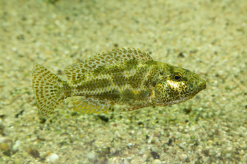 Naklejka premium Leopard cichlid (Nimbochromis polystigma).