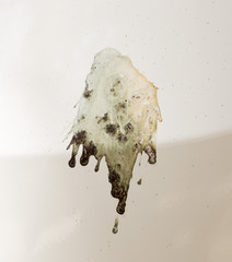 Splatter of bird poop outdoors on car varnish.
