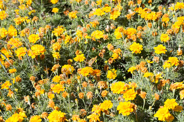 Field of Dahlberg daisy in the garden