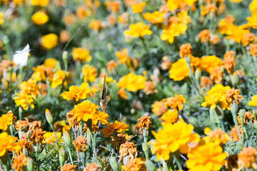 Field of Dahlberg daisy in the garden