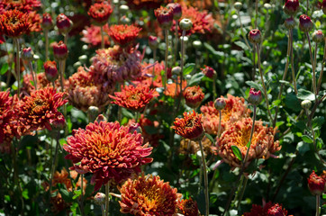 Orange flowers blooming on green background. Autumn Chrysanthemum.