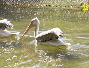 Young pink pelican playing with a piece of plastic