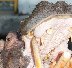 hippopotamus opens his mouth in a zoo