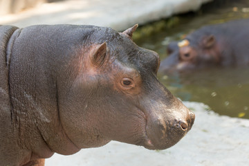 hippopotamus in the zoo