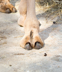 foot camel