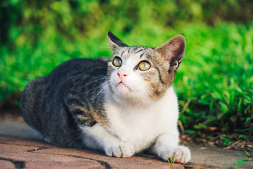 Wild cat playful under the morning sunlight in the park on the grass