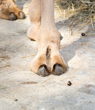 Camels Toe Images – Browse 460 Stock Photos, Vectors, and Video