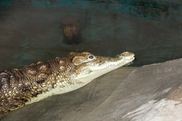 crocodile at the zoo