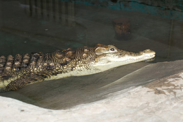 crocodile at the zoo