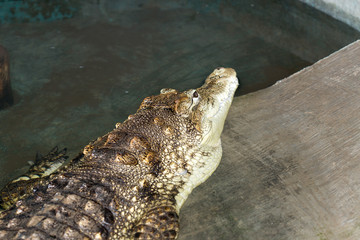 crocodile at the zoo