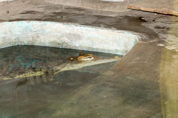crocodile at the zoo
