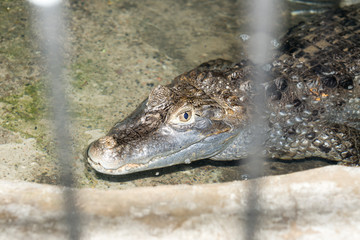 crocodile at the zoo