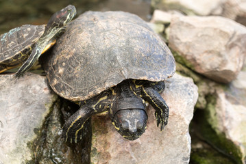 turtle at the zoo