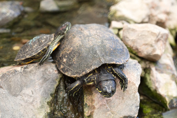 turtle at the zoo