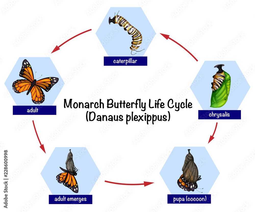 Sticker Monarch butterfly life cycle