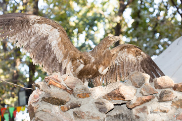 Stuffed bird of prey with widely spread wings.A museum exhibit