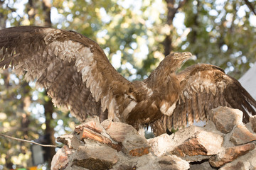 Stuffed bird of prey with widely spread wings.A museum exhibit