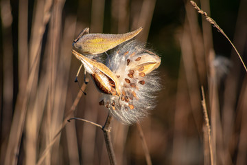 milkweed seeds in wind