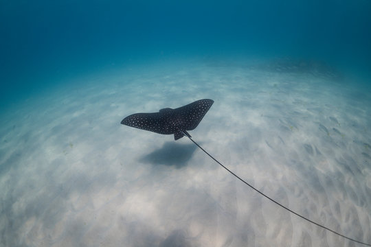 Eagle Ray