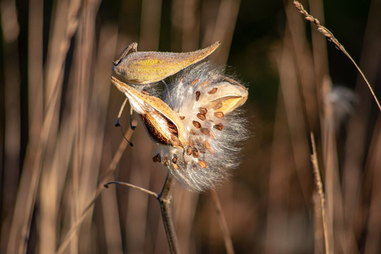 Milkweed Seeds In Wind