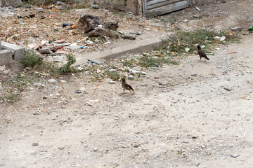 birds about trashcan