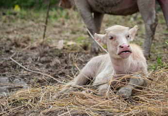 Baby white buffalo