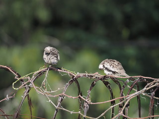 Birds are sitting on the barbed wire