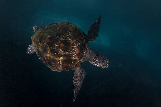 Sea turtle swimming underwater