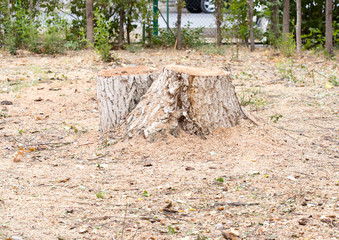Fototapeta premium tree stub, deforestation.