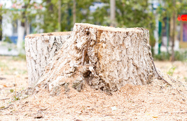 tree stub, deforestation.