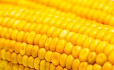 Macro view of fresh yellow sweet corn or maize