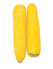 ears of Sweet corn on white background