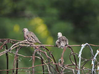 Birds are sitting on the barbed wire