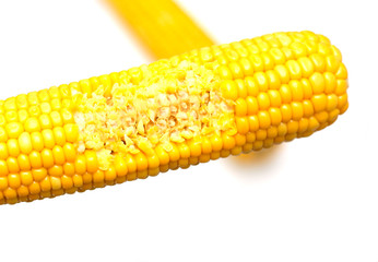 ears of Sweet corn on white background