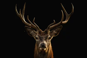 Printed roller blinds Deer Red deer portrait with black background..