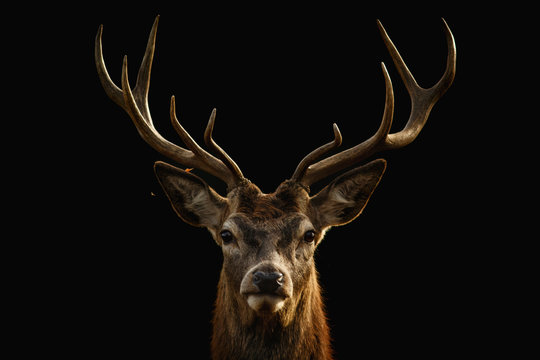 Red deer portrait with black background..