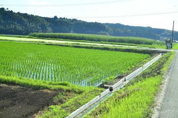 田舎の一ページ