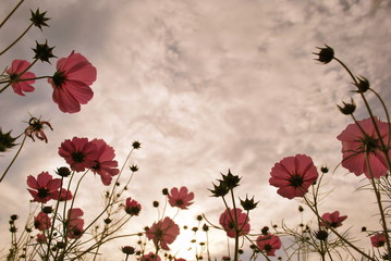 花畑から見る風景