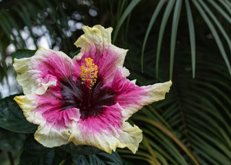 Close-up of beautiful white, magenta and deep purple hibiscus flower blossom in full bloom in Hawaii paradise, floral garden background, travel and vacation, health herb tea drink