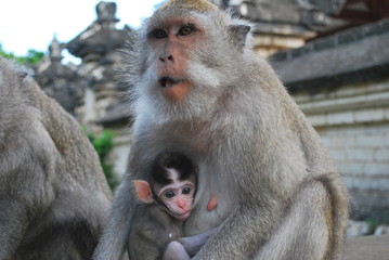 Naklejka premium バリの猿