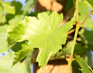 Fresh green leaves of grape