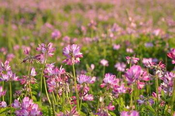 Fototapeta premium 桃色の花畑